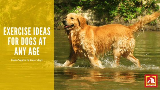 Exercise for Dogs at Any Age | Dog Training In Your Home Columbia